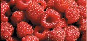 Red_berries_220617