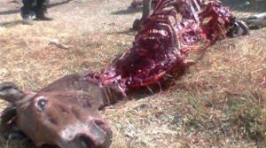 150288484720604721_1447893601962215_5955807975022139897_n.image_corps_article