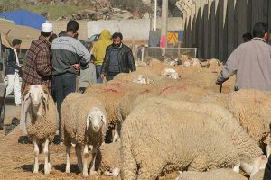 2014-mouton_17_108457862