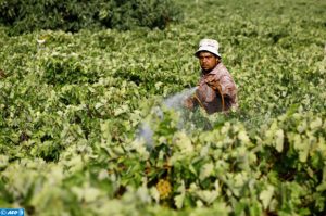 PALESTINIAN-GAZA-FARMING