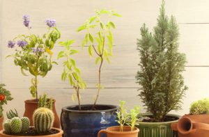 possitive-Cactus_and_Lavender11