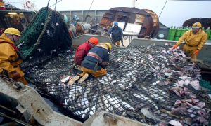 MER-PECHE-MORUE