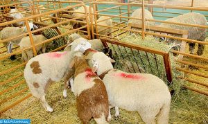 Moutons-M-504x300