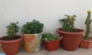 plantes-504x300