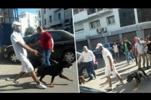 chiens_b_651151861