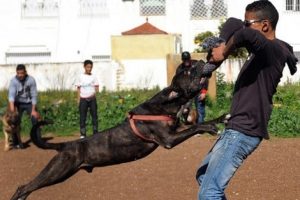 pitbullmorocco_339630418