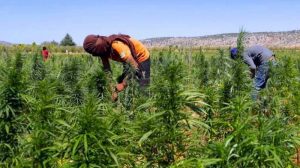 135-124503-morocco-legalizing-uses-indian-hemp_700x400
