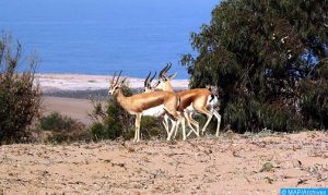 gazelle