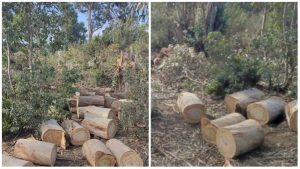 PhotoCollage_1636801194947