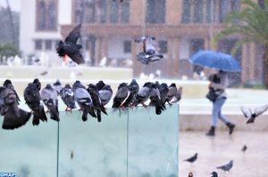 Des pigeons à la Place Mohammed V sous la pluie_HH
