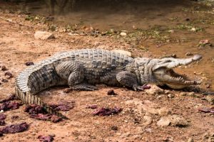 Nile crocodile in the Gambia River in the Gambia, West Africa
