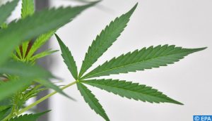 cannabis2