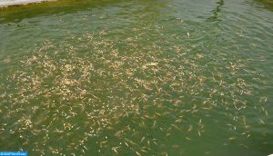 Reportage photos sur la pisciculture dans la région de Béni Me