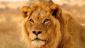 صور-اسد-Lion-وأجمل-خلفيات-اسود-عالية-الجودة-خلفيات-HD
