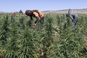 cannabis-copie