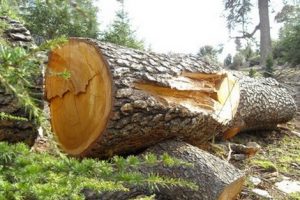 foret_ARBRE_BOIS_138159238