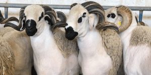 mouton-sardi-2