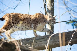 pngtree-eurasian-lynx-lynx-lynx-undomesticated-face-animal-photo-image_12488386