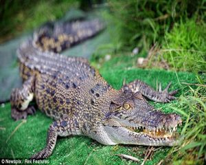 images_crocodile560