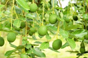 Avocados Growing on Tree