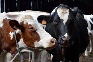 Cows_805551201