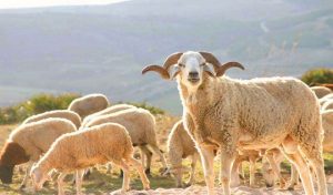 عيد-الأضحى-بالمغرب