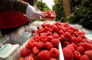 raspberries