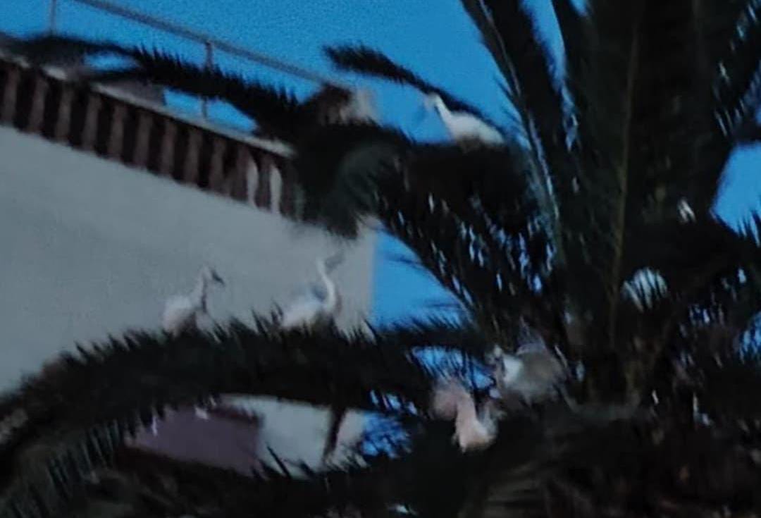 IMG-20250417-WA0069