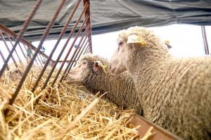moutons-copie