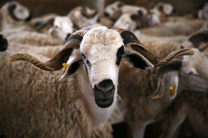 moutons-12
