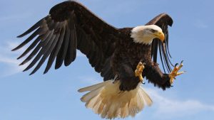 5-important-species-names-birds-prey