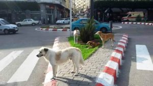 chiens-errants-tanger