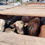 استيراد الأبقار.. 37 شركة تشارك في تموين السوق المغربية باللحوم الحمراء